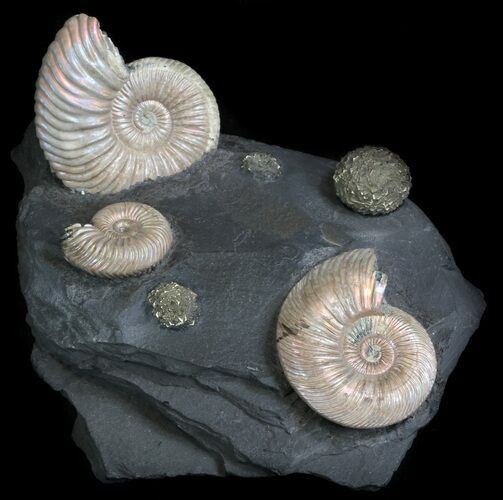 Iridescent Ammonite Fossils Mounted In Shale - x #34584